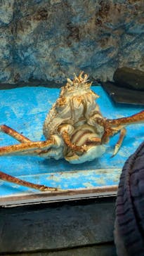 のとじま水族館に投稿された画像（2024/11/30）