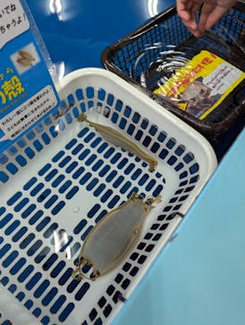 竹島水族館に投稿された画像（2024/11/30）