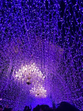 江の島シーキャンドルに投稿された画像（2024/11/30）