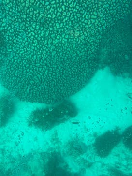 まりんはうすぐるくんに投稿された画像（2024/11/30）