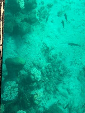 まりんはうすぐるくんに投稿された画像（2024/11/30）