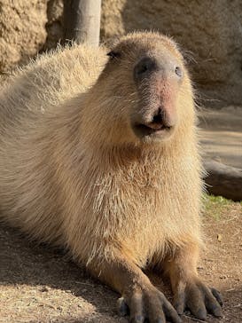 神戸どうぶつ王国に投稿された画像（2024/11/30）