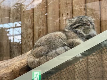 神戸どうぶつ王国に投稿された画像（2024/11/30）