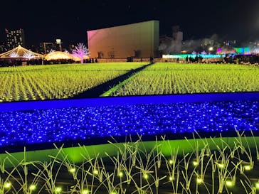 東京メガイルミに投稿された画像（2024/12/1）