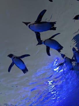 サンシャイン水族館に投稿された画像（2024/12/1）