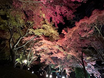 修善寺虹の郷に投稿された画像（2024/12/1）