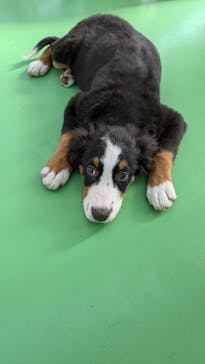 つくばわんわんランドに投稿された画像（2024/12/1）