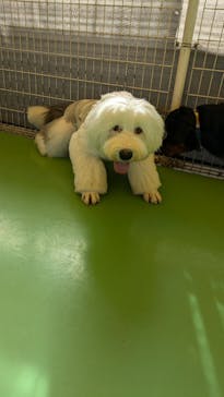 つくばわんわんランドに投稿された画像（2024/12/1）