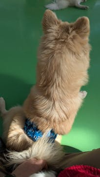 つくばわんわんランドに投稿された画像（2024/12/1）