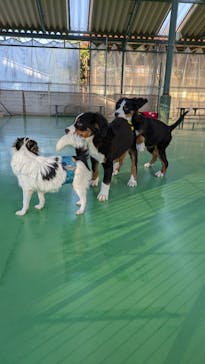 つくばわんわんランドに投稿された画像（2024/12/1）