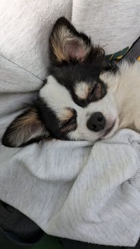 つくばわんわんランドに投稿された画像（2024/12/1）