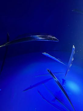サンシャイン水族館に投稿された画像（2024/12/1）