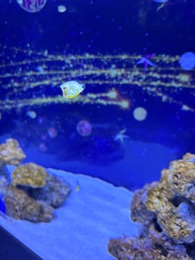 マクセル アクアパーク品川に投稿された画像（2024/12/1）