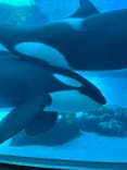 名古屋港水族館に投稿された画像（2024/12/1）