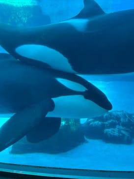 名古屋港水族館に投稿された画像（2024/12/1）
