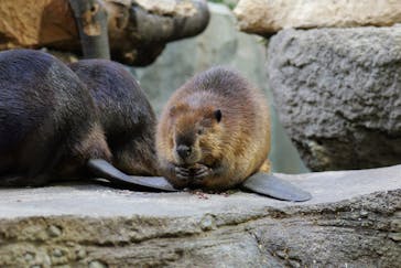 神戸どうぶつ王国に投稿された画像（2024/12/1）