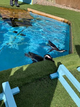 おさるランド＆アニタウン　日光さる軍団劇場に投稿された画像（2024/12/1）