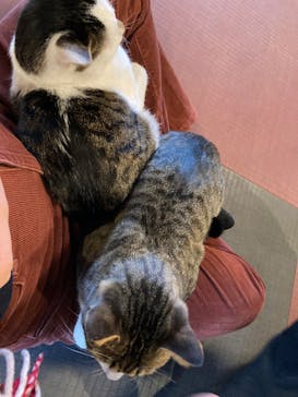 おさるランド＆アニタウン　日光さる軍団劇場に投稿された画像（2024/12/1）