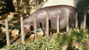 恩賜上野動物園に投稿された画像（2024/12/1）