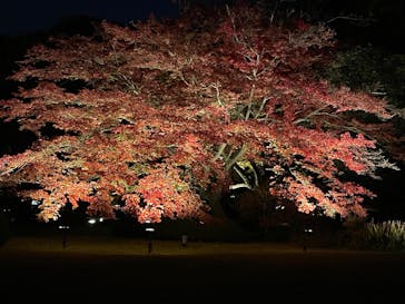 六義園に投稿された画像（2024/12/1）