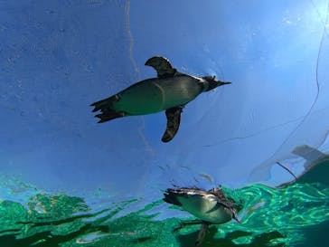 天王寺動物園に投稿された画像（2024/12/1）