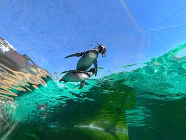 天王寺動物園に投稿された画像（2024/12/1）