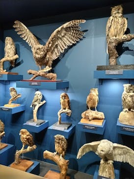 特別展「鳥 ～ゲノム解析が解き明かす新しい鳥類の系統～」国立科学博物館に投稿された画像（2024/12/1）