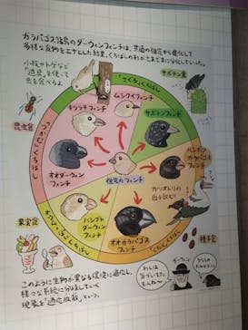 特別展「鳥 ～ゲノム解析が解き明かす新しい鳥類の系統～」国立科学博物館に投稿された画像（2024/12/1）