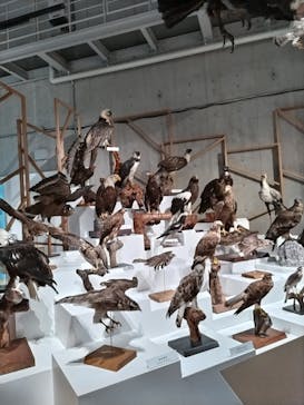 特別展「鳥 ～ゲノム解析が解き明かす新しい鳥類の系統～」国立科学博物館に投稿された画像（2024/12/1）