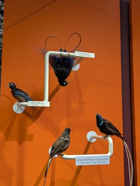 特別展「鳥 ～ゲノム解析が解き明かす新しい鳥類の系統～」国立科学博物館に投稿された画像（2024/12/1）