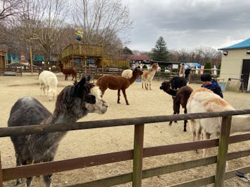 那須高原りんどう湖ファミリー牧場に投稿された画像（2024/12/1）