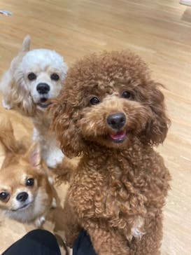 いぬカフェRio 新宿店に投稿された画像（2024/12/1）