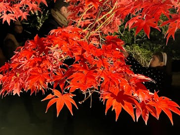 国営昭和記念公園 秋の夜散歩に投稿された画像（2024/12/1）