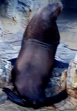 大分マリーンパレス水族館 「うみたまご」に投稿された画像（2024/12/1）