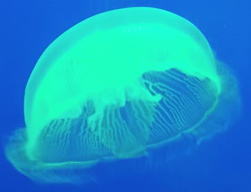 大分マリーンパレス水族館 「うみたまご」に投稿された画像（2024/12/1）