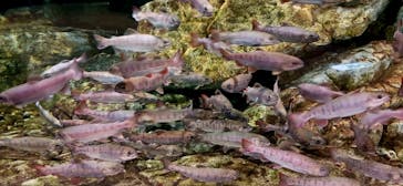 大分マリーンパレス水族館 「うみたまご」に投稿された画像（2024/12/1）