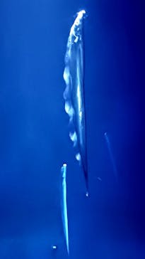 大分マリーンパレス水族館 「うみたまご」に投稿された画像（2024/12/1）