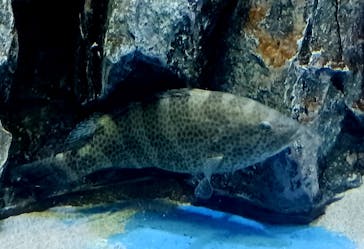 大分マリーンパレス水族館 「うみたまご」に投稿された画像（2024/12/1）