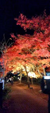 修善寺虹の郷に投稿された画像（2024/12/1）