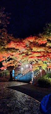 修善寺虹の郷に投稿された画像（2024/12/1）