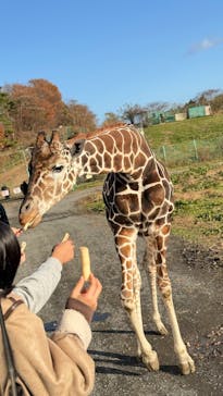 岩手サファリパークに投稿された画像（2024/12/1）