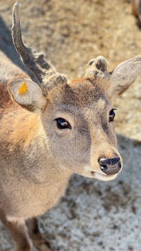 岩手サファリパークに投稿された画像（2024/12/1）