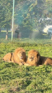 岩手サファリパークに投稿された画像（2024/12/1）