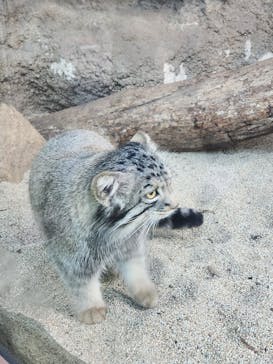 神戸どうぶつ王国に投稿された画像（2024/12/1）