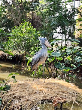 神戸どうぶつ王国に投稿された画像（2024/12/1）