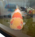 環境水族館アクアマリンふくしまに投稿された画像（2024/12/1）