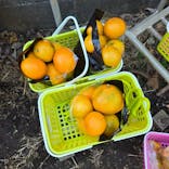 芝口果樹園に投稿された画像（2024/12/1）