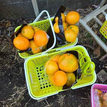 芝口果樹園に投稿された画像（2024/12/1）
