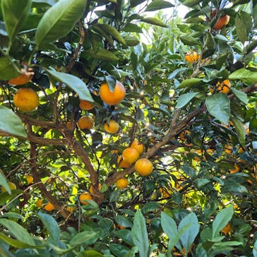 芝口果樹園に投稿された画像（2024/12/1）