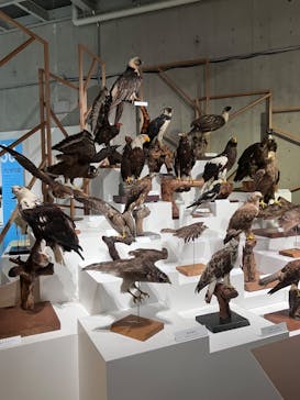 特別展「鳥 ～ゲノム解析が解き明かす新しい鳥類の系統～」国立科学博物館に投稿された画像（2024/12/1）